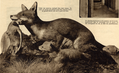 220368 Afbeelding van een tentoongestelde, opgezette, vos met jongen in het museum van Staatsbosbeheer, gevestigd in ...
